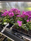 Bougainvillea - 'Royal Purple'