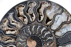 Large Black Ammonite Pair NICE Crystals 110myo Dino age Fossil 170mm 6.6" 9565ee — photo 3