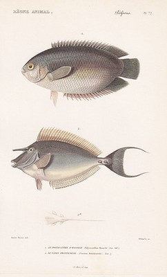 Polyacanthus Riffbarsch Naseus Fische fishes Stahlstich engraving Cuvier 1849