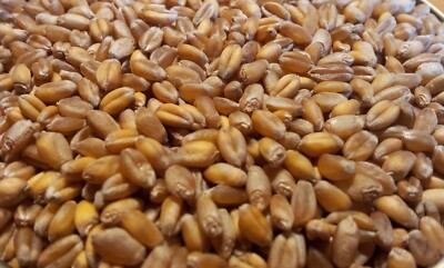 Bio Gelbmehlweizen, direkt vom Mühlenbauer und Landwirt