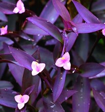 100 Cuttings 8 Inch Each  Wandering Jew  Tradescantia Purple 