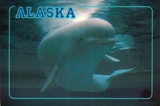 Postcard Alaska -Beluga Whale in Arctic Ocean.