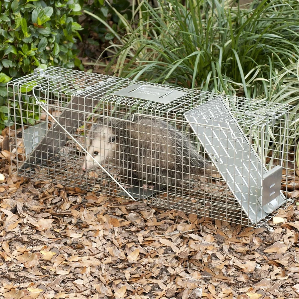 Large Humane Animal Trap Alloy Steel for Raccoons, Groundhogs, Cats - Image 4 of 4
