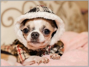 ebay chihuahua puppies