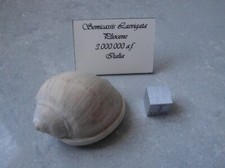 Semicassis Laevigata Gasteropode Fossile Pliocene 3 milioni di anni