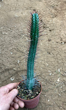 EUPHORBIA ENOPLA - SUCCULENTA - VASO Ø10