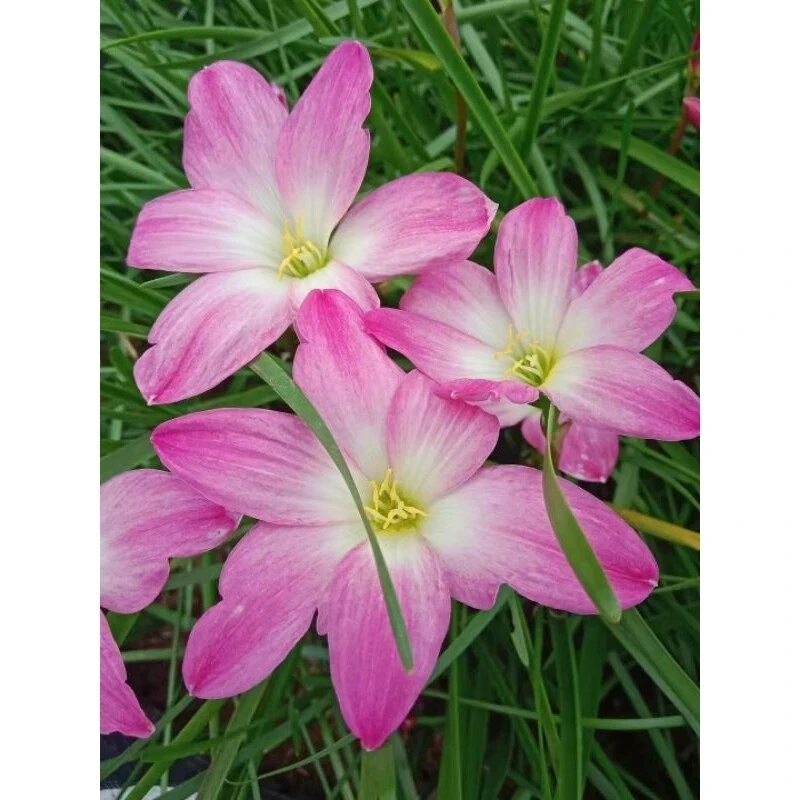 1 bulb AUTHENTIC Rain Lily Zephyranthes 70-150mm size (130 varieties) page 3 - Image 2 of 4