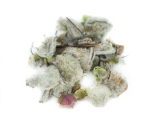 Dictamos Kreta herbata górska herbata ziołowa ORGANICZNA 100% czysta natura cały ok. 250gr. Siteia RAR