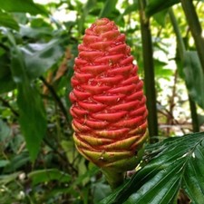 10 Shampoo Ginger Seeds , Pinecone ginger Seeds, Zingiber zerumbet Seeds