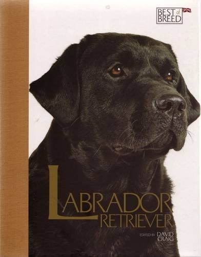 Labrador Retriever - Best of Breed,David Craig
