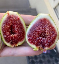 ( 1 ) WHITE ADRIATIC - FIG CUTTINGS FOR SALE - COLD HARDY