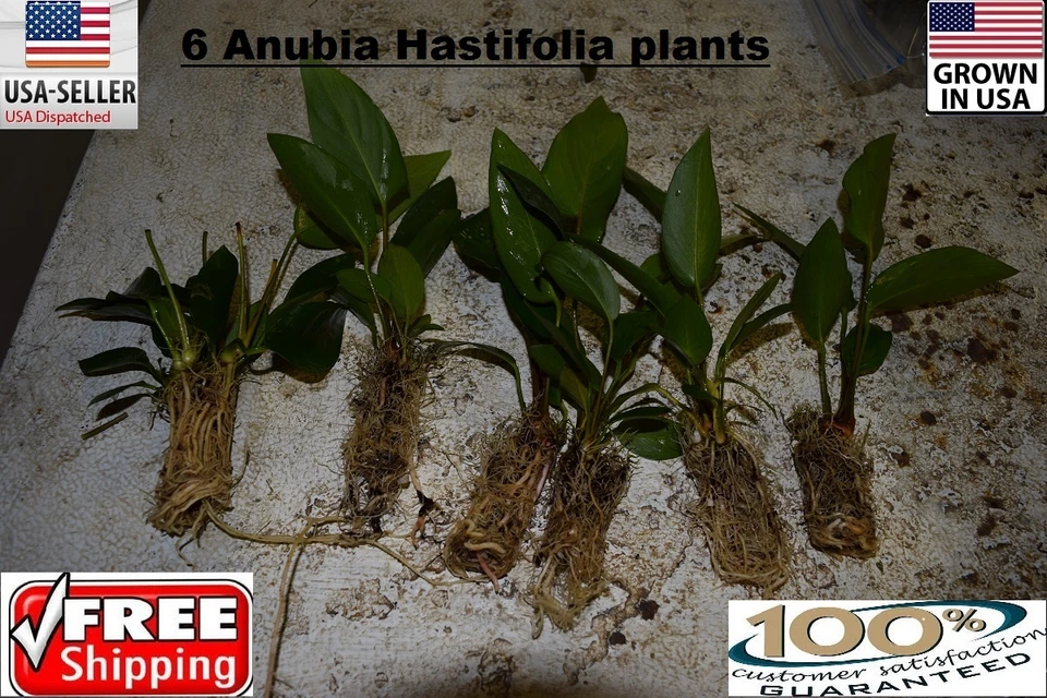 6 Anubia Hastifolia plants Easy Aquarium aquascaping planted tank light easy