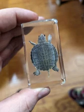 Real Turtle Modern Day Fossil Collectible Resin Creature