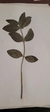 3 pressed leaves from 1970's