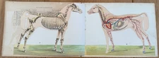 Horse Anatomy Anatomical Model of the Mare - c.1900 - 5 Plates Skeleton etc