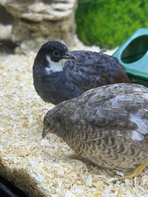 Hatching eggs 6+  Button Quail 