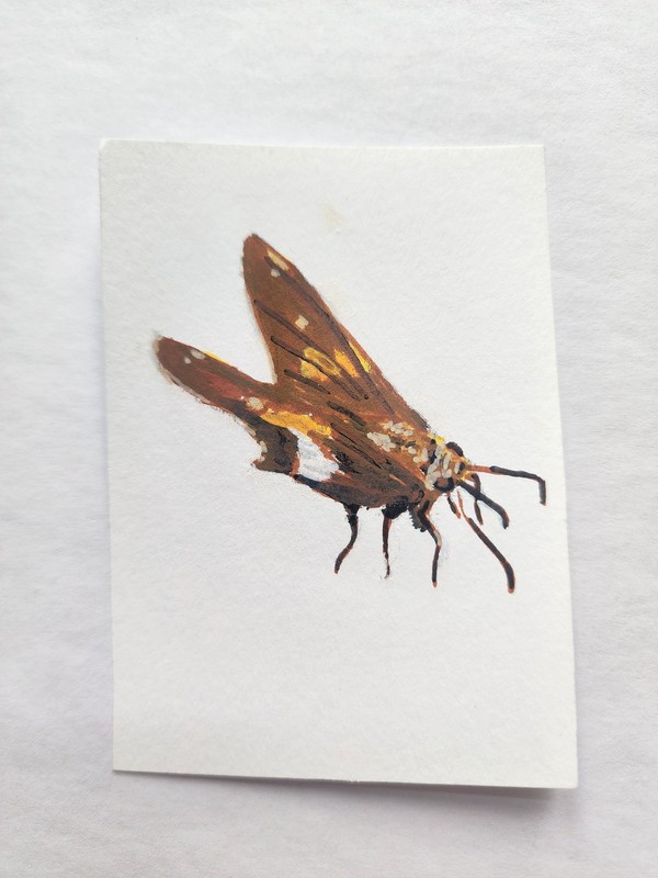 ACEO Original Acrylic Painting Silver Spotted Skipper Butterfly by Kiva