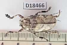 D18466. Insects, Cerambycidae sp. Vietnam, Nghe An. A-