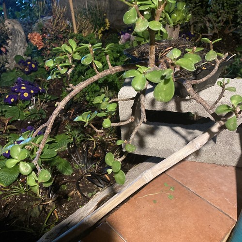 Minature Jade Pre Trained Bonsai -35 Year Old- Portulacaria Africa Elephant Bush - Picture 9 of 10