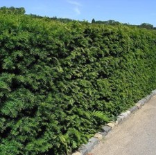 10 English Yew 30-40cm Hedging Plant,4yr old Evergreen Hedge,Taxus Baccata