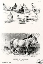 L.Mazza-lito per corso di animali-CORTILE-Vallardi-1875