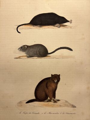 Mouse 1856 Antique Hand Colored Illustration Animals Watercolors Steel Engraving