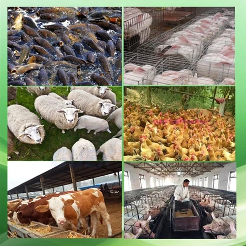 Máquina de pellets de alimentación, equipo de cría doméstica, máquina de pellets de aves de corral para animales - Imagen 6 de 6