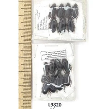 Carabidae sp., 18 ex., A1, Mongolia, L9820