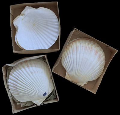 12 Real Full Shells  Bake/Serve for Oysters Seafood Sushi Salads Sides Vtg Japan