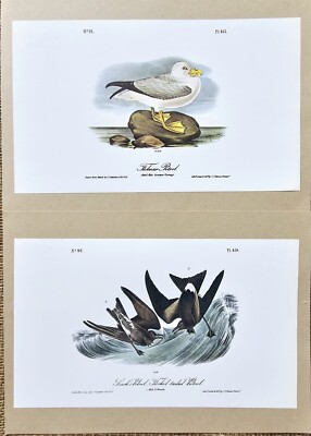 J J Audubon Lot Of 2 Petrel Bird Prints 6x10