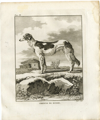 Antique Prints-DOG BREED-BORZOI-RUSSIAN HUNTING SIGHTHOUND-Hulk