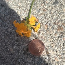 Yellow Flower Outdoor Houseplant, Sub-tropical, Flowering, Full Sun, Summer