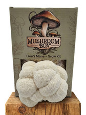 Lions Mane Mushroom Kit XL 1.8KG &ndash; Ready to Fruit &ndash; Twice the Size!