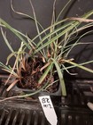 Blue Zinger Sedge — photo 2