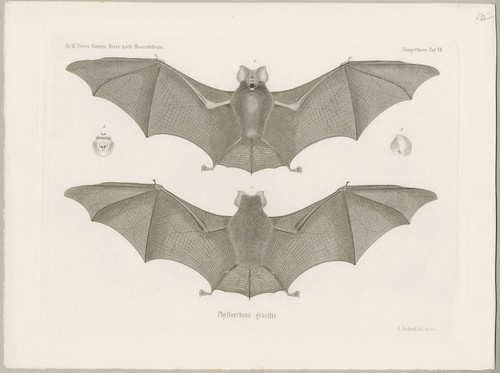 FLEDERMAUS - Phyllorhina gracilis, Afrika - Wilhelm Peters - Stahlstich, 1870 - 第 2/2 張圖片