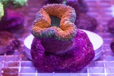 Lobophyllia  mini Colony  WYSIWYG