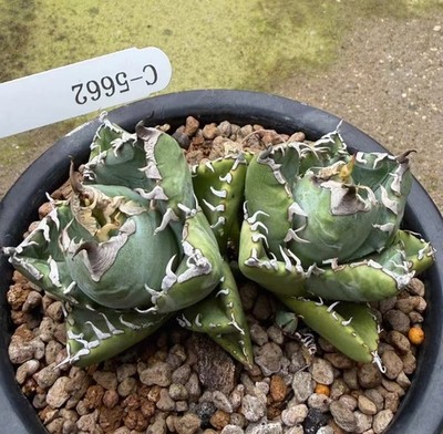 Sale 2 Heads Rare plant Agave titanota  'Magic Ball'  WYSIWYG Boutique Decor
