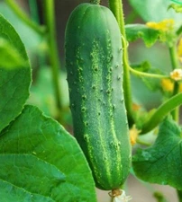 CUCUMBER SEEDS 50+ ASHLEY CUCUMBER hot weather Vegetable GARDEN FREE SHIPPING