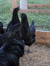 ayam cemani hatching eggs 6+