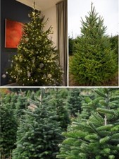 Christmas Tree seeds | Norway Spruce | 50+ Seeds | Same Day Dispatch
