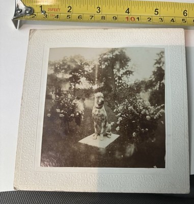 Early Photo 1920 s Proud Dog Great Photo!  Wisconsin Cabinet Style Photo