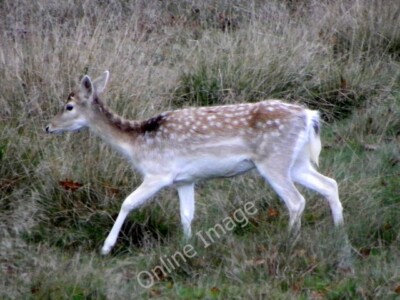 Photo 6x4 Fallow deer, Stock Gaylard Park King's Stag The fallow deer doe c2010