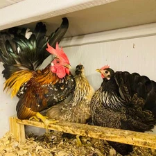 6 Serama Chicken Hatching Eggs Smallest Fertile Chicken Eggs Free Shipping