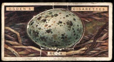 Tabakkarte, Ogen, VÖGEL EIER ausgeschnitten, 1923, Turm, #33