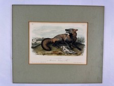 Original J.J. Audubon American Cross Fox Placa VI Litografía Coloreada a Mano