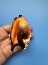 97mm | Strombus Aratrum | GIANT size| Black & Orange