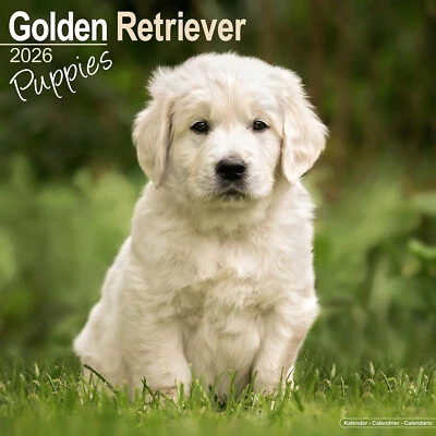 AVONSIDE PUBLISHING LTD Golden Retriever Puppies 2026 Calendar Gift Puppy Wall 20% OFF MULTI ORDERS