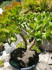 Jade Bonsai Tree Crassula Ovata - Old Money Tree plant Large rooted