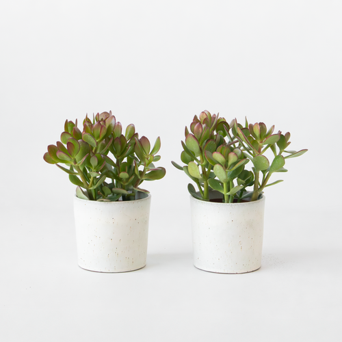 Albero di Giada - Set 2 - Crassula ovata - Altezza 15-25cm - ø12cm - Foto 2 di 9