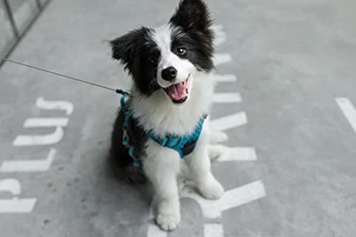 Dog Harness Dual Leash Attachment No-Pull Control Adjustable Soft but Strong ...